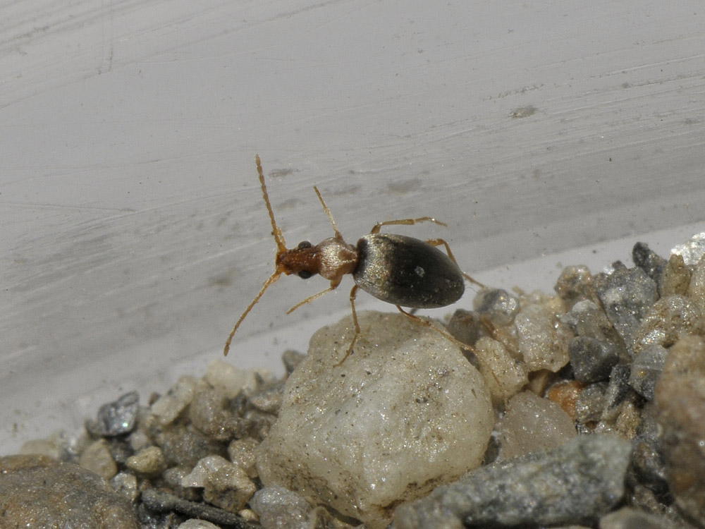 Mecynotarsus serricornis (Anthicidae)